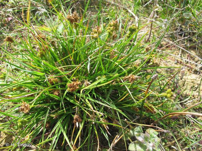 Laîche tardive (Carex viridula var. pulchella) © H. Tinguy