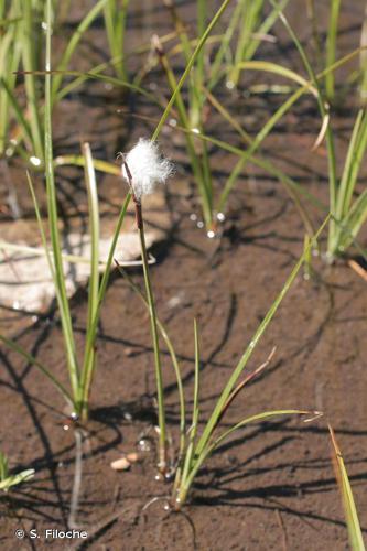 Linaigrette grêle (Eriophorum gracile) © S. Filoche