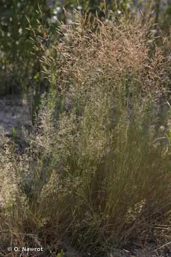 Agrostide de Murbeck (Agrostis x murbeckii) © O. Nawrot