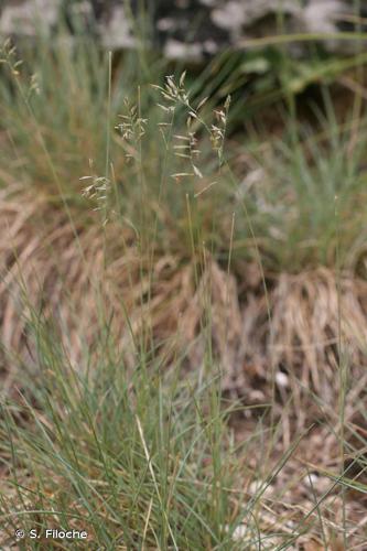 Fétuque de Léman (Festuca lemanii) © S. Filoche