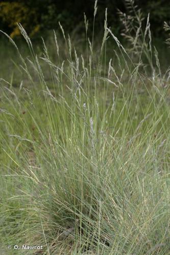 Fétuque des moutons (Festuca ovina subsp. guestfalica) © O. Nawrot