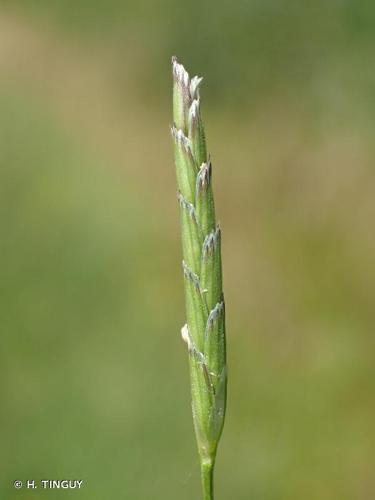 Glycérie dentée (Glyceria declinata) © H. TINGUY