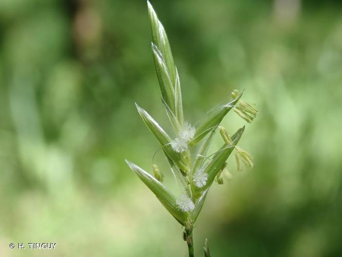 Glycérie pliée (Glyceria notata) © H. TINGUY