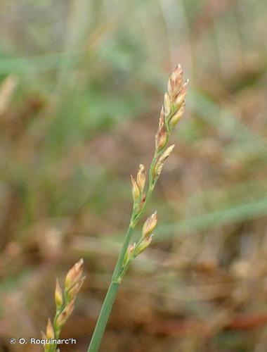 Pâturin comprimé (Poa compressa) © O. Roquinarc'h