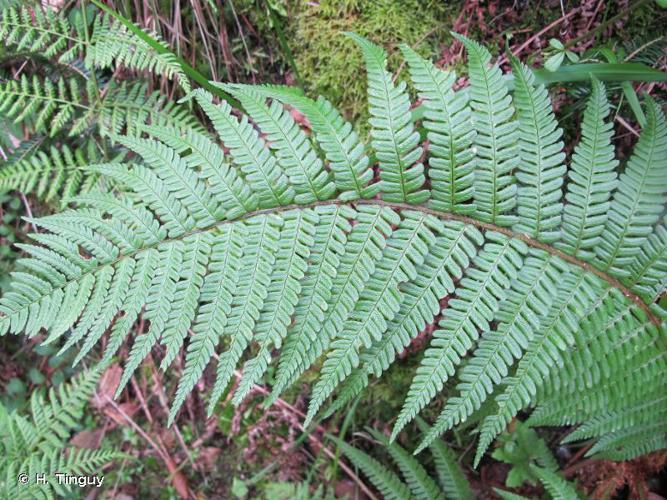 Dryoptéris écailleux (Dryopteris affinis subsp. affinis) © H. Tinguy