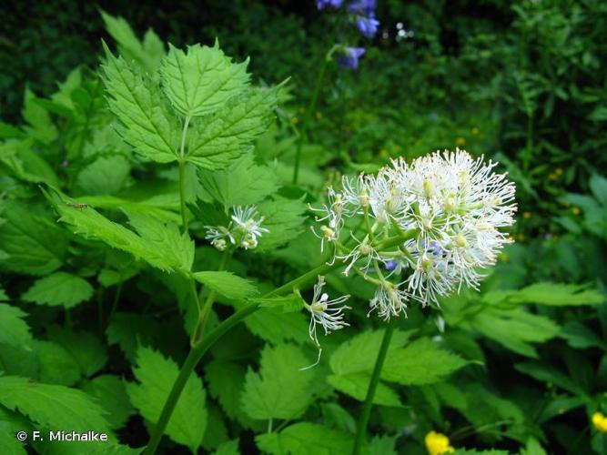 Actée en épi (Actaea spicata) © F. Michalke