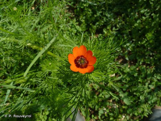 Goutte de sang d'été (Adonis aestivalis) © P. Rouveyrol