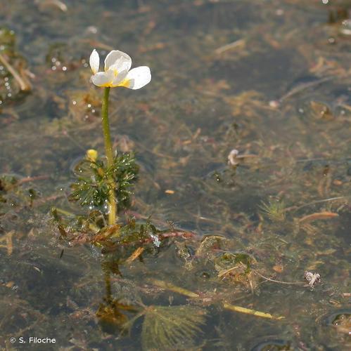 Renoncule divariquée (Ranunculus circinatus) © S. Filoche