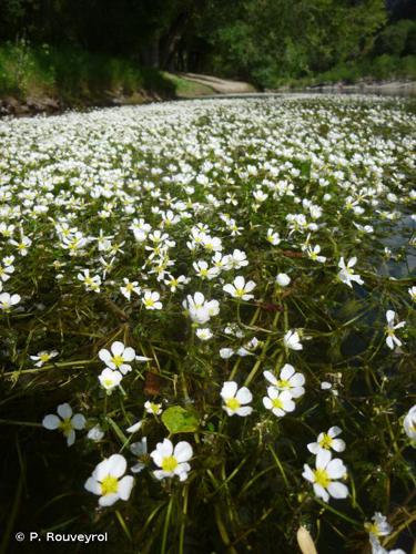 Renoncule à pinceau (Ranunculus penicillatus) © P. Rouveyrol