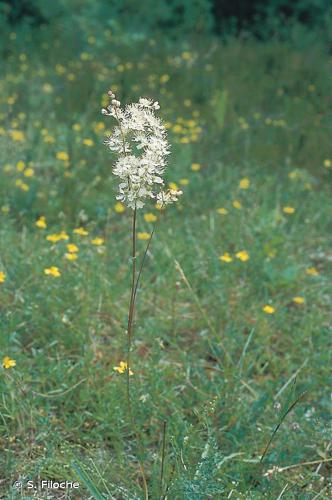 Filipendule vulgaire (Filipendula vulgaris) © S. Filoche