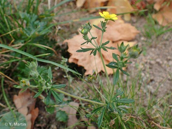 Potentille négligée (Potentilla neglecta) © Y. Martin