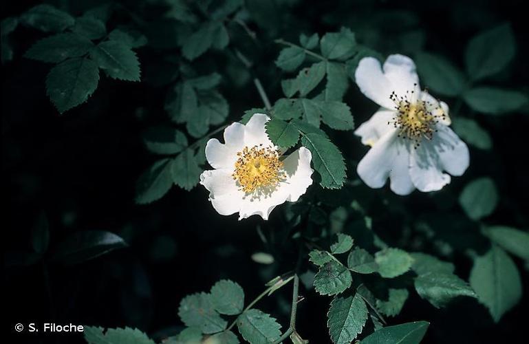 Rose stylée (Rosa stylosa) © S. Filoche