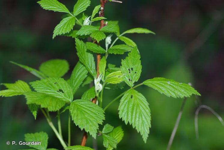 Framboisier (Rubus idaeus) © P. Gourdain