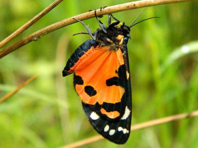 Ecaille marbrée (Callimorpha dominula) © Morvan Debroize