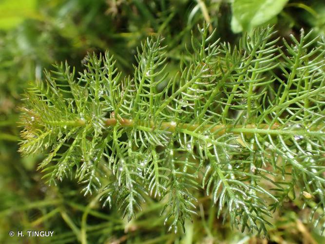 Myriophylle verticillé (Myriophyllum verticillatum) © H. TINGUY