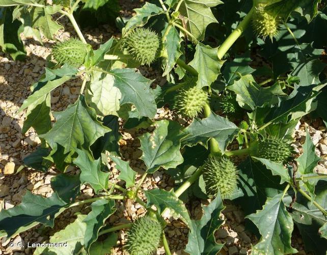 Stramoine (Datura stramonium) © C. Lenormand