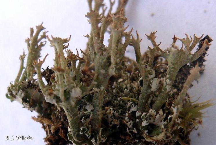 Cladonia crispata © J. Vallade