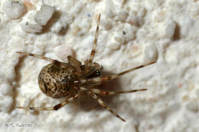 Parasteatoda tepidariorum © C. Quintin