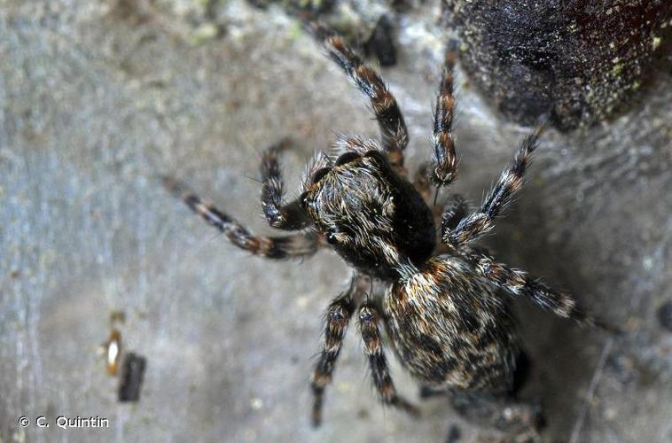 Pseudeuophrys erratica © C. Quintin