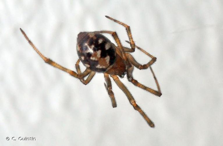 Steatoda triangulosa © C. Quintin