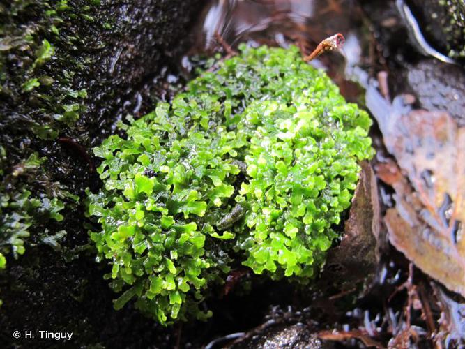 Riccardia chamedryfolia © H. Tinguy