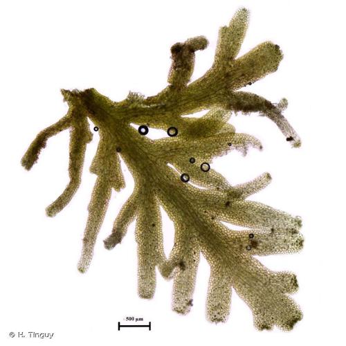 Riccardia multifida © H. Tinguy