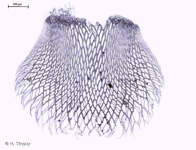 Sphagnum fimbriatum © H. Tinguy