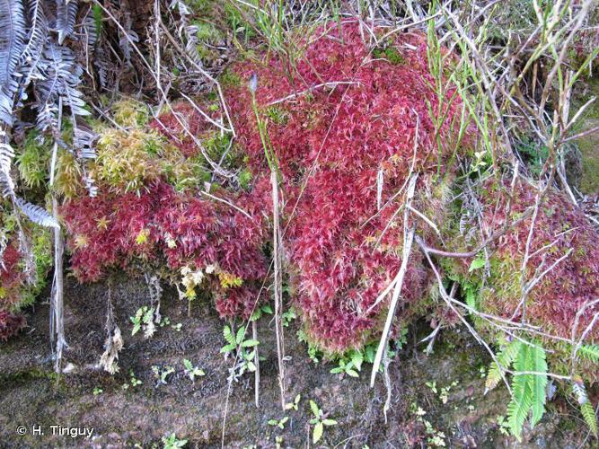 Sphagnum subnitens © H. Tinguy