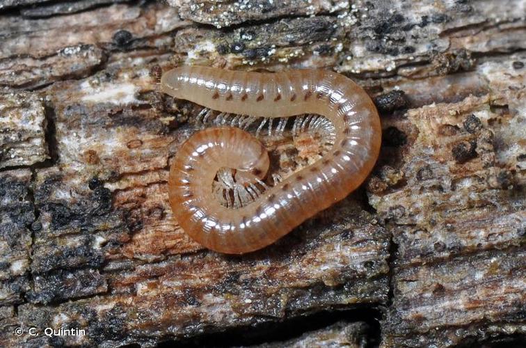 Cylindroiulus punctatus © C. Quintin