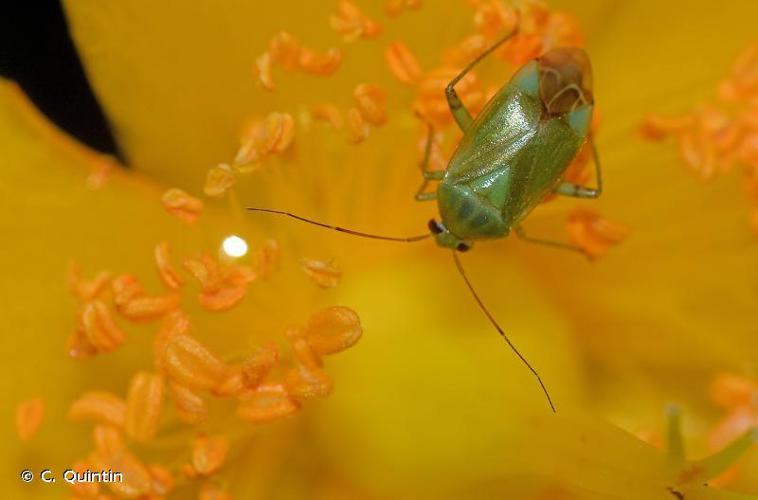 Apolygus spinolae © C. Quintin