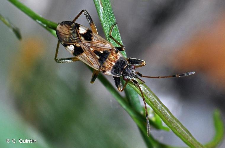 Beosus maritimus © C. Quintin