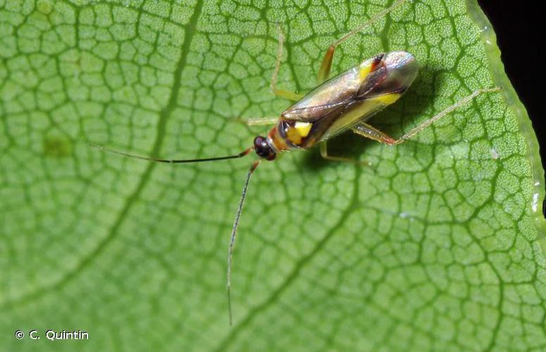 Campyloneura virgula © C. Quintin