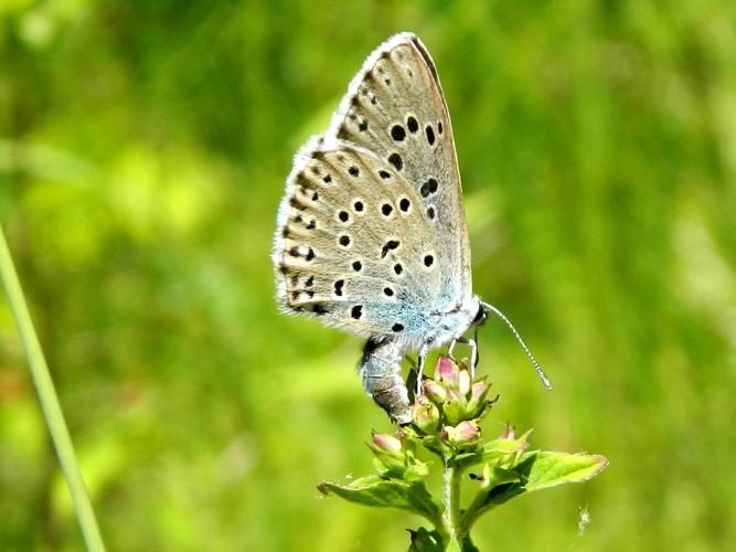 Azuré du Serpolet (Phengaris arion) © Morvan Debroize