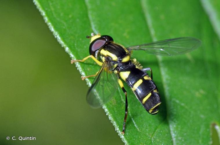 Xanthogramma pedissequum © C. Quintin