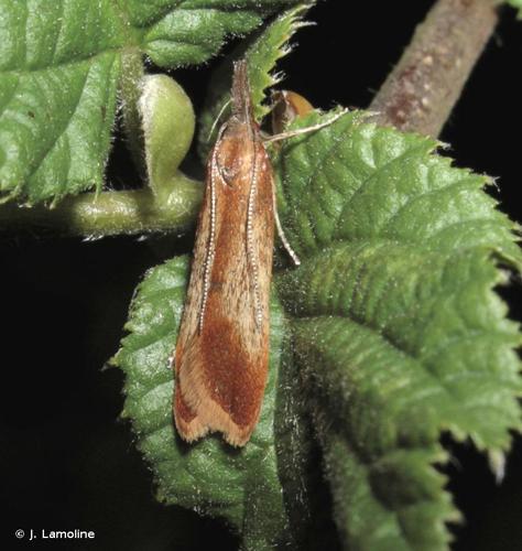 Dichomeris ustalella © J. Lamoline