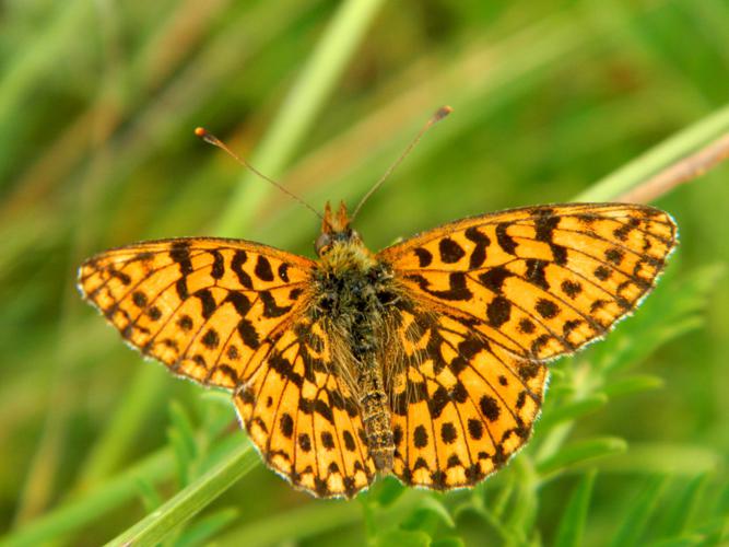 Petite violette(Boloria dia) © Morvan Debroize