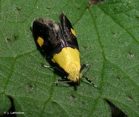 Oecophora bractella © J. Lamoline