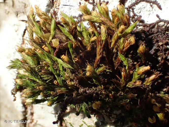 Orthotrichum striatum © H. TINGUY