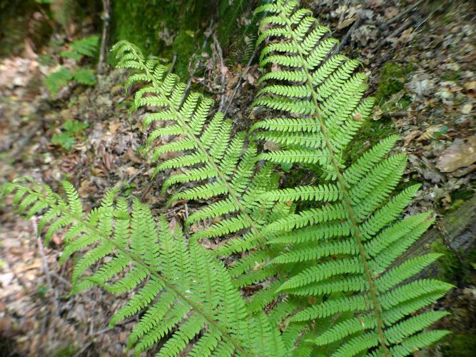 Polystic à soies (Polystichum setiferum) © Morvan Debroize