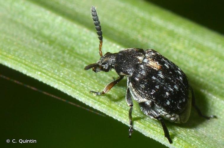 Bruchus rufimanus © C. Quintin