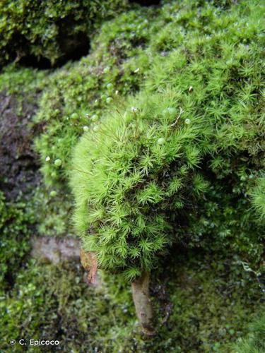 Bartramia pomiformis © C. Epicoco