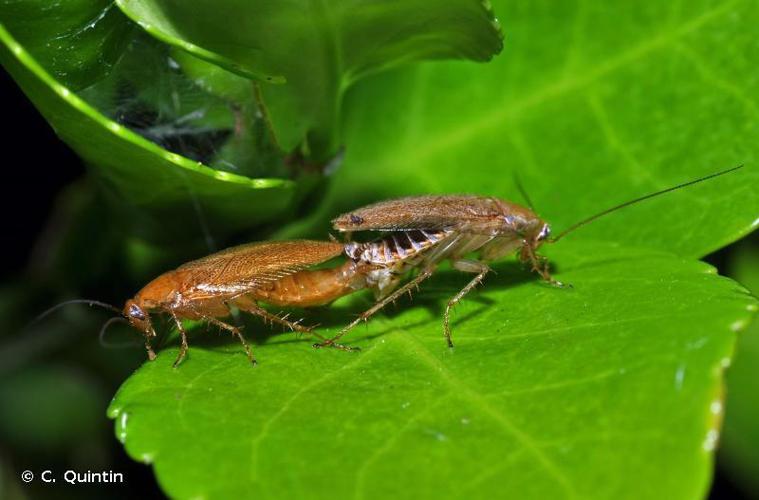 Ectobius pallidus © C. Quintin