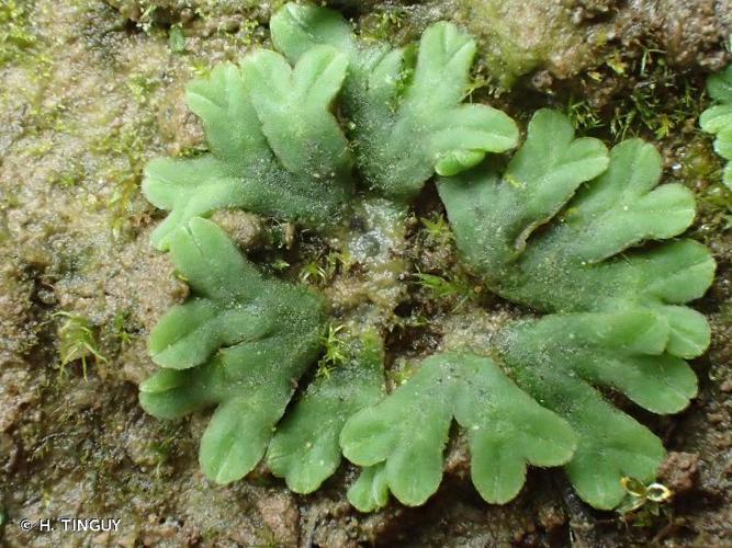 Riccia sorocarpa © H. TINGUY