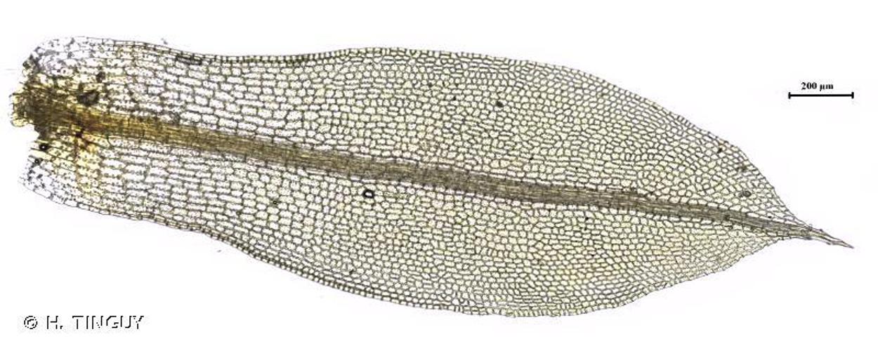 Tortula truncata © H. TINGUY
