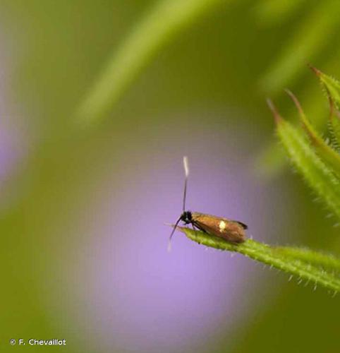 Cauchas fibulella © F. Chevaillot