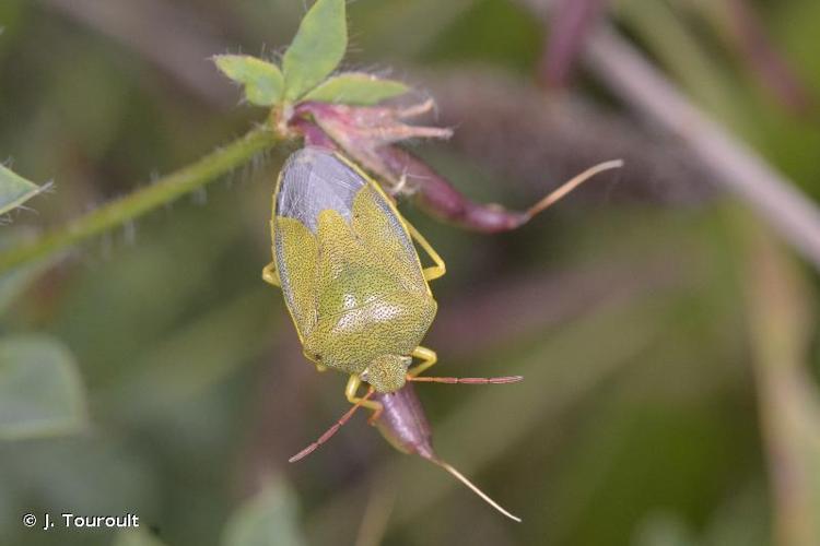 Piezodorus lituratus © J. Touroult