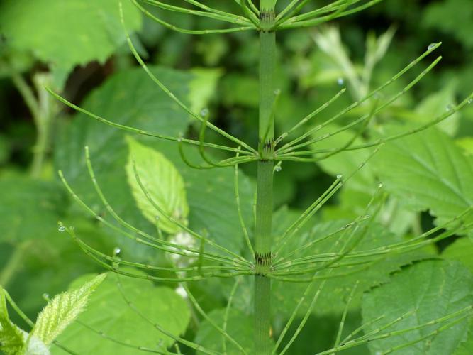 Prêle des eaux (Equisetum fluviatile) © Morvan Debroize