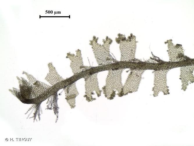 Lophocolea minor © H. TINGUY