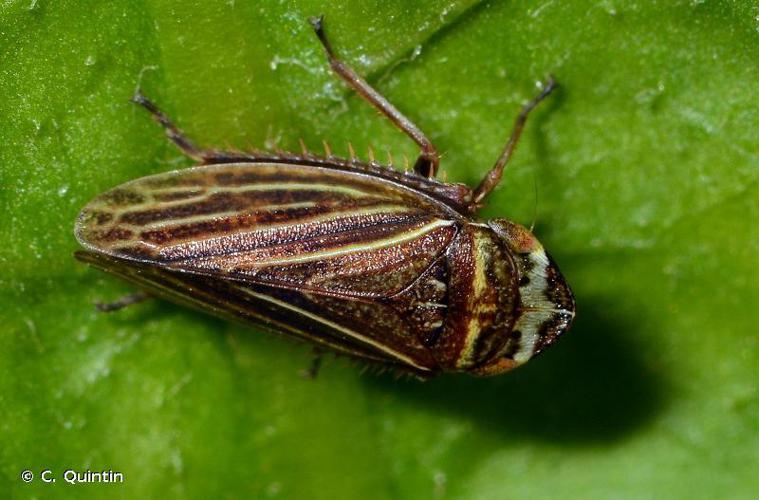 Aphrodes makarovi © C. Quintin