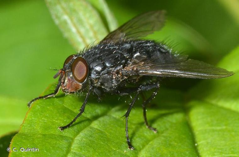 Calliphora vicina © C. Quintin